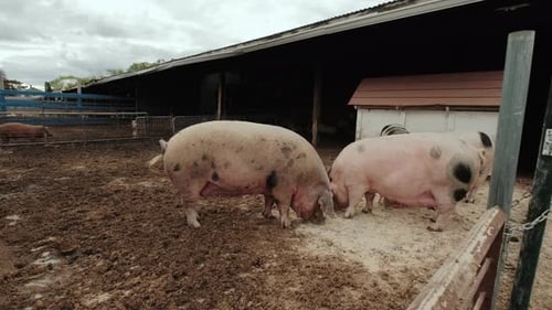 Wide Futage of Pig Farm Many Pigs in the Fence