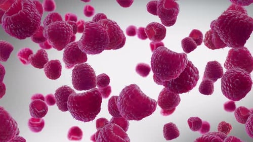 Realistic Raspberries Falling and Floating Seamless Loop