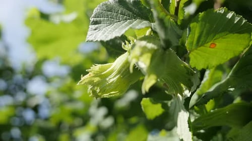 Fresh green hazelnut organic fruit and leaves on the tree close-up 4K 2160p 30fps UltraHD footage