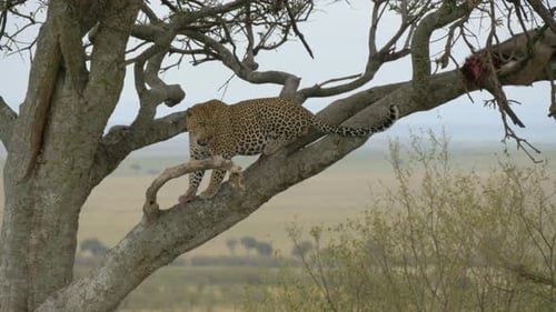 Leopard standing on a branch near a carcass