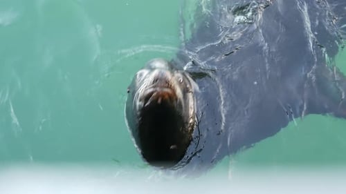 Wild Seal or Sea Lion Swimming Ocean Water Big Alpha Male