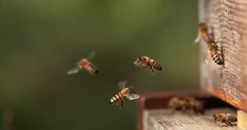 European Honey Bee, apis mellifera, Bees standing at the Entrance of The Hive, Insect in Flight