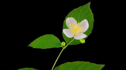 White Jasmine Flower Opening