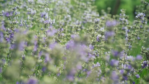 Violette Lavendelblüten auf grünen Stielen im Sonnenlicht