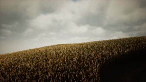 Dark Stormy Clouds Over Wheat Field