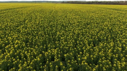 The Field Of Blooming Flowers. Blooming Rapeseed. Aerial View.