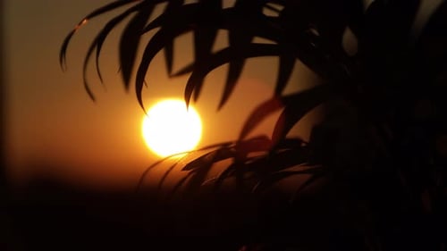 Paradise tranquil view of golden sunset sky through the silhouette of palm tree