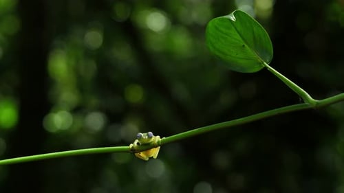 Glass Frog in its Natural Habitat in the Caribbean Forest