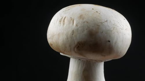 Champignons, close up