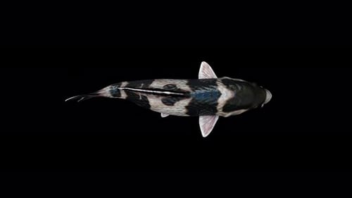 4K Black Koi Top