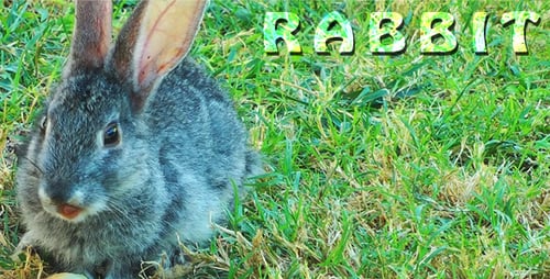 Gray Rabbit Eating Watermelon on Green Grass