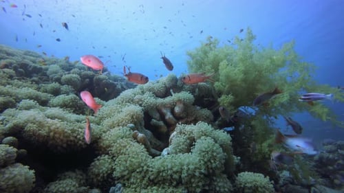 Underwater Sea Coral Reef