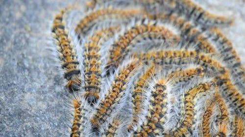 Pine Processionary Caterpillar