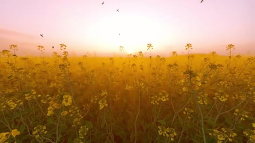 Vergewaltigungsfelder bei Sonnenuntergang