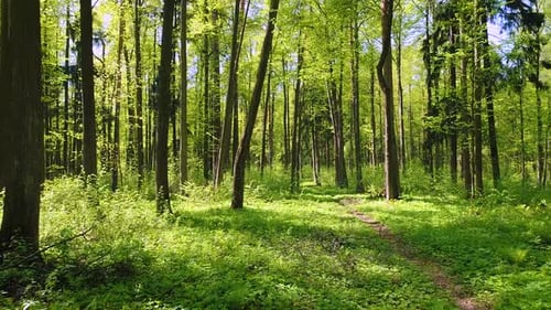 Flying Between the Trees in the Spring Forest