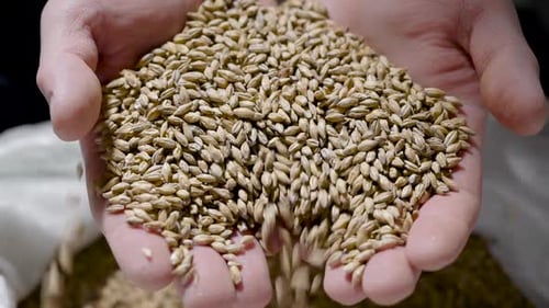 Grãos inteiros de malte nas mãos do homem, vista de perto, humano está mostrando areia para a câmera