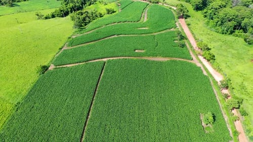 Aerial View of Lush Green Agricultural Fields