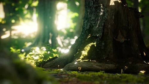 Sonnenstrahlen strömen durch Blätter in einem Regenwald