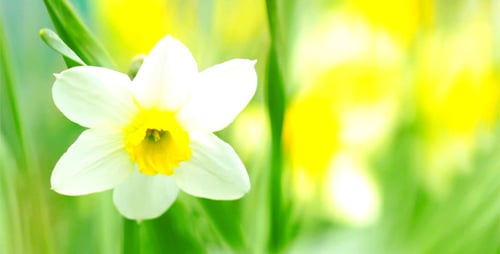 Close Up of White and Yellow Daffodil Flower