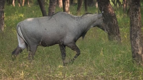 Blue Bull ou Nilgai - Antilope asiatique marchant dans le parc national de Ranthambore, Rajasthan, Inde