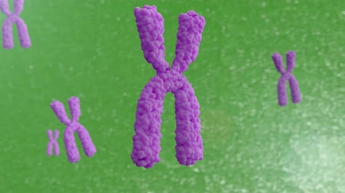 Animated Chromosome Structure for Science and Medical Presentations
