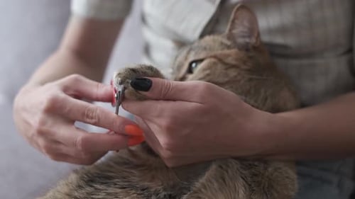 Une femme coupe des griffes de chat domestiques au gingembre