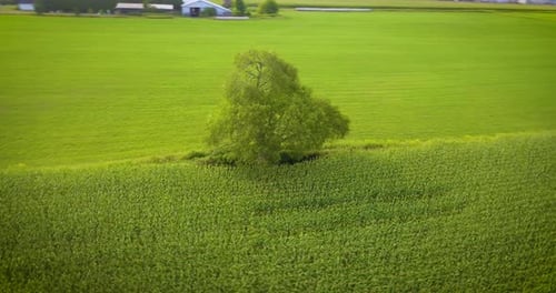 Aerial circling a tree on the edge of a ripe, green corn field in late summer