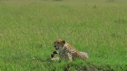 Gepard ruht in der Savanne