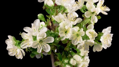 Flowers Blooming Time Lapse on Black Background