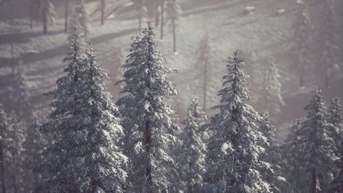 Realistic Animation of Snowy Winter Pine Forest Landscape