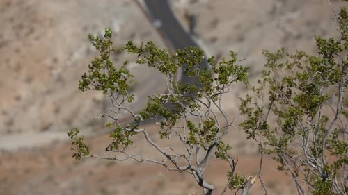 Desert Plant