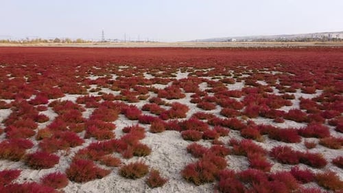 Aerial View of Red Vegetation on Cracked Land