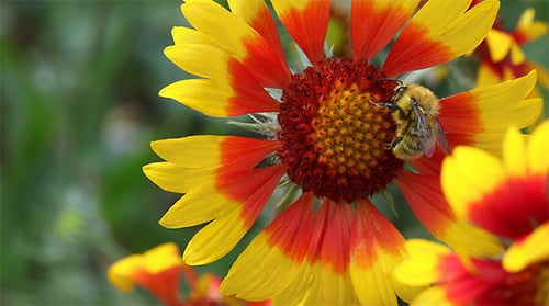 Bumblebee Collecting Pollen From Blazing Star Flower