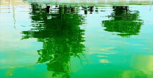Baumspiegelung auf dem See