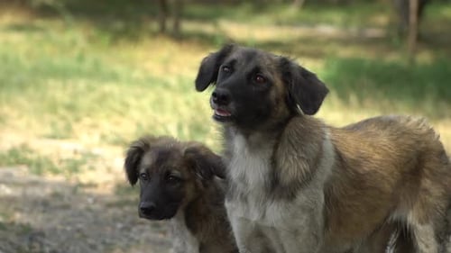 Stray Dog and Puppy Standing On the Ground