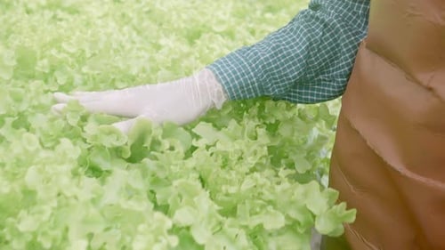 Hands of woman working in hydroponic system vegetables organic lettuce farm.