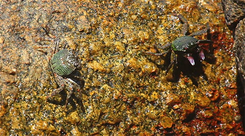 Crabs Crawling on a Rock Near the Ocean