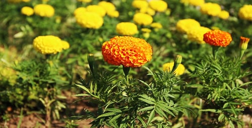 Blumen