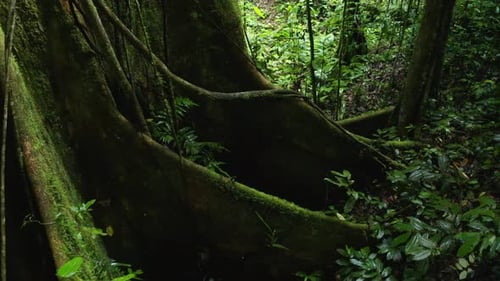 Lush Green Rainforest with Mossy Tree Roots