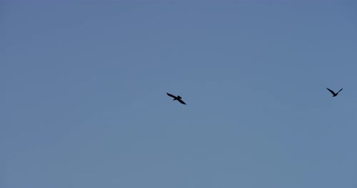 Birds 02 - Möwen