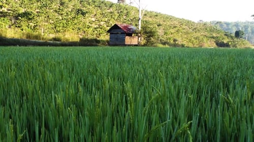 Low shot of rice paddy field, fresh green leaves growing on farm field in rural Southeast Asia