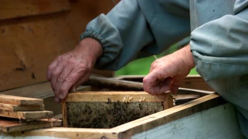 Beekeeper Inspecting Bees and Honeycomb Frame