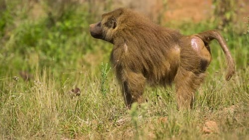 Baboon Standing Tall in Lush Grassland