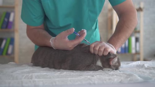 Veterinarian Gives a Shot To a Cat Male Hands Veterinary Office