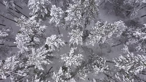 The Forest in Wintertime Aerial Top View