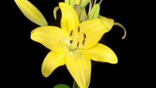 Yellow Lily Blooming in Time Lapse