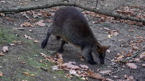 Sumpfwallaby (Wallabia bicolor).