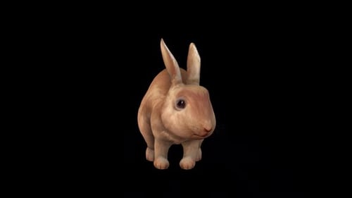 Brown Rabbit Idle Front View