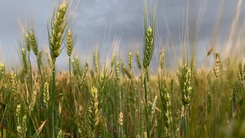 Ährchen Weizen auf einem großen Feld an bewölktem Sommertag.
