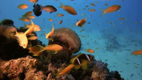 Vibrant Reef Ecosystem with Schools of Colorful Fish
